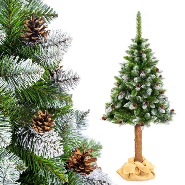 Sosna Diamentowa na pniu z naturalną szyszką