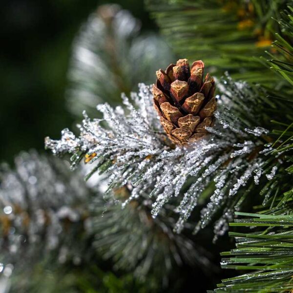 Alternative view of Sosna Diamentowa na pniu z naturalną szyszką