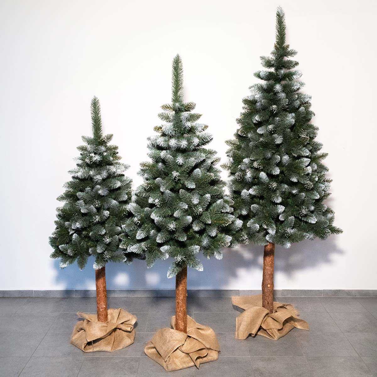 Sosna Diamentowa Premium na pniu - obrazek 3