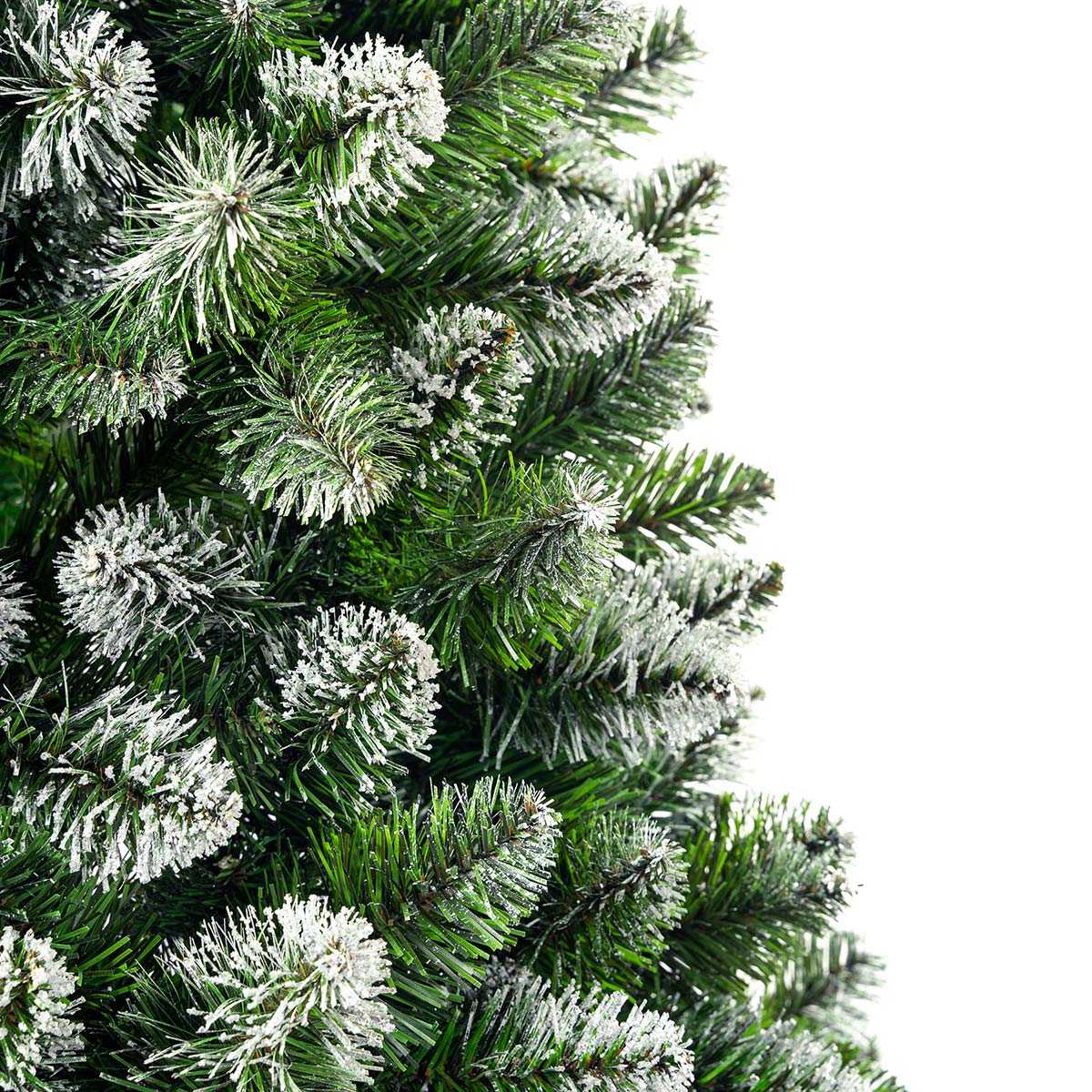 Sosna Diamentowa Premium na pniu - obrazek 5