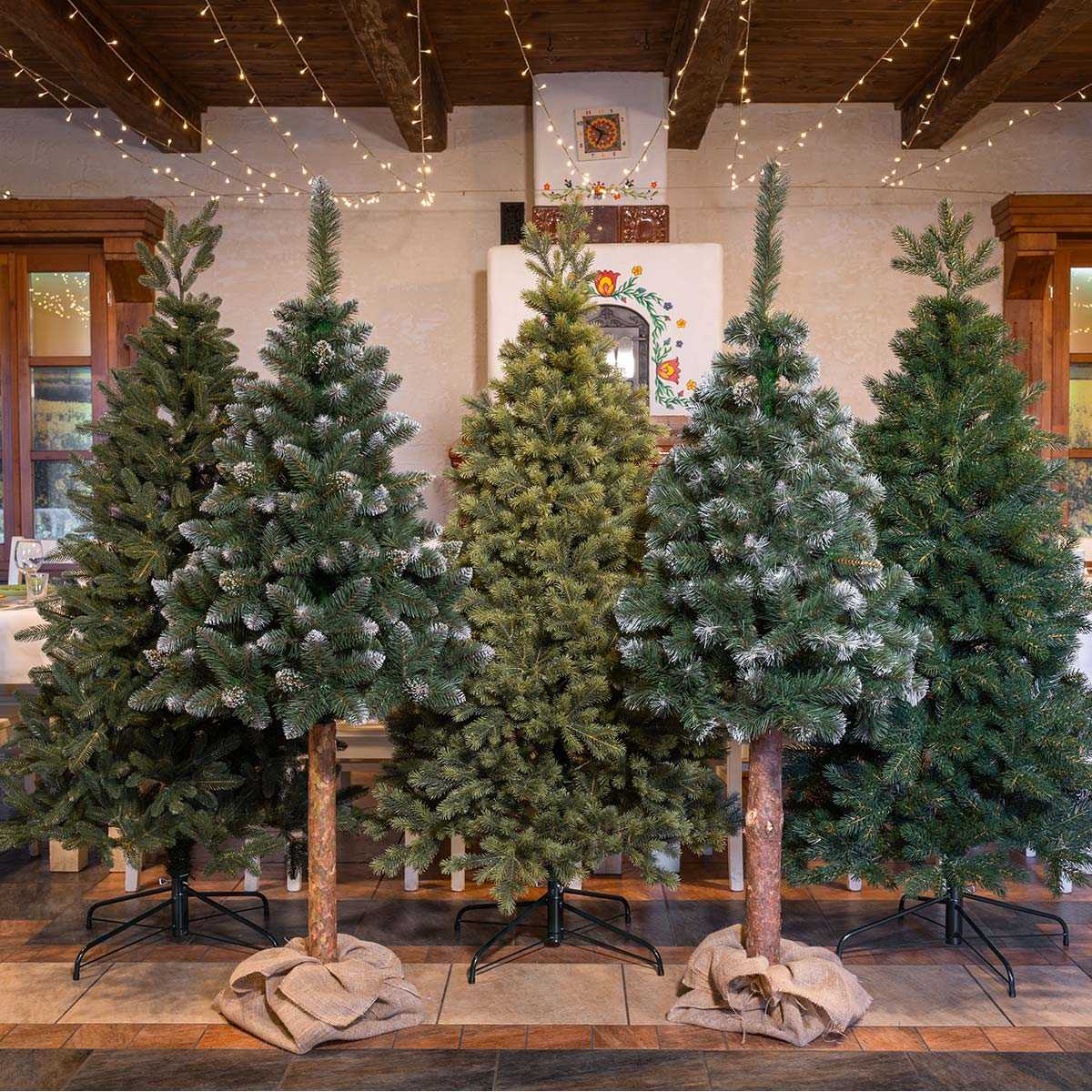 Sosna Diamentowa Premium na pniu - obrazek 6