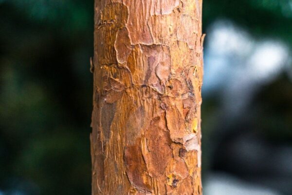 Choinki sztuczne na pniu