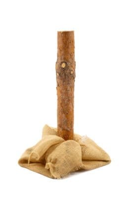 Choinki sztuczne na pniu