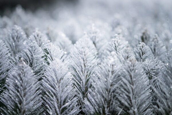 Producent choinek sztucznych