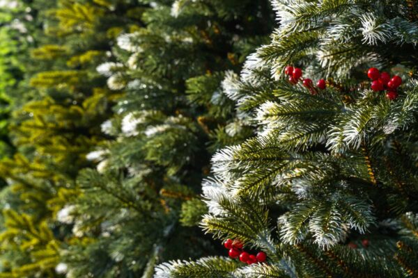 Przykład choinek sztucznych