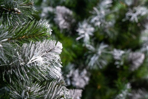 sosna diamentowa - choinka sztuczna