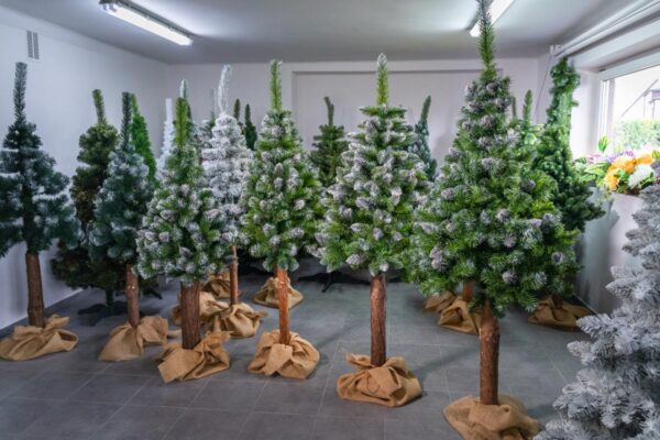 sosna diamentowa - choinka sztuczna