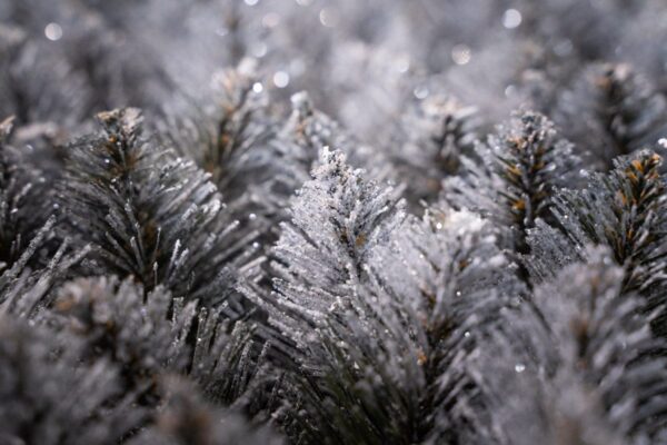 sosna diamentowa - choinka sztuczna