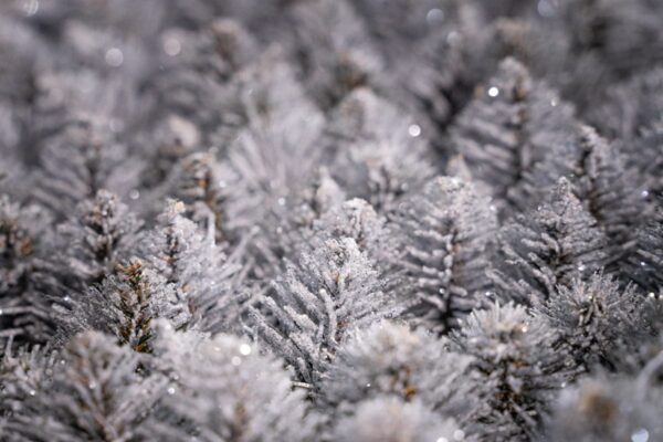 sosna diamentowa - choinka sztuczna