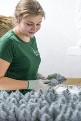 sosna diamentowa - choinka sztuczna