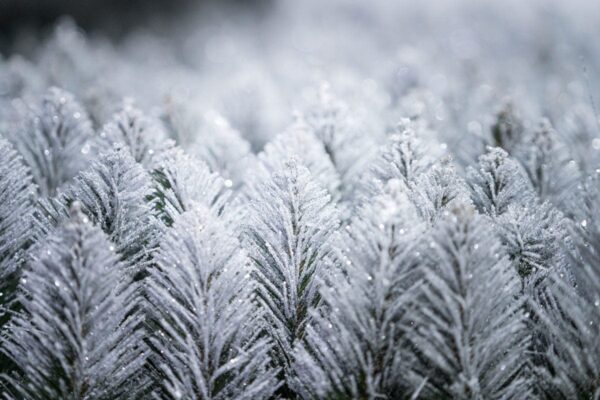 sosna diamentowa - choinka sztuczna (7)