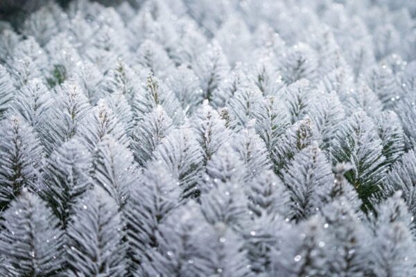 sosna diamentowa - choinka sztuczna