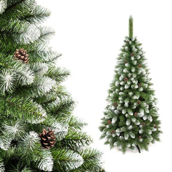 Sosna Diamentowa Perła z naturalną szyszką