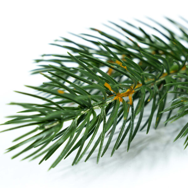 Alternative view of Gałązka PE 04