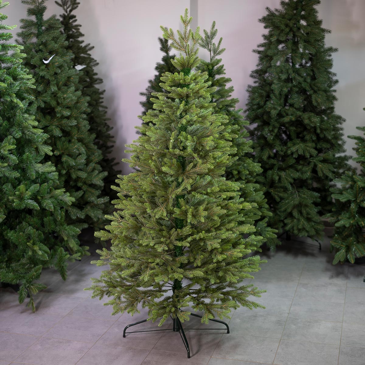 Świerk Królewski 100 % PE - obrazek 5