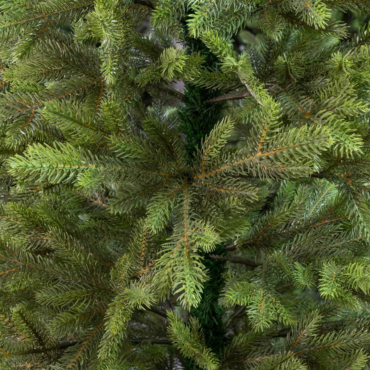 Świerk Królewski 100 % PE - obrazek 2